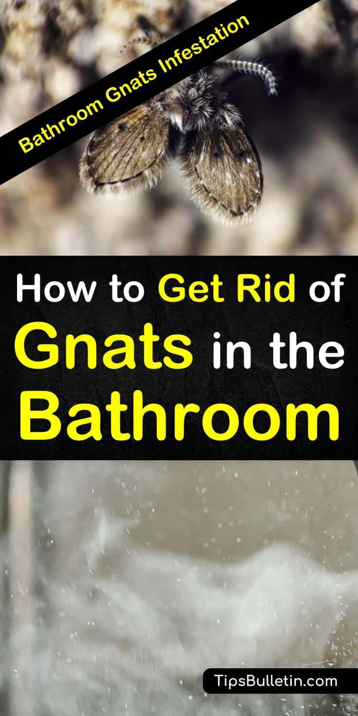 Gnats In Bathroom