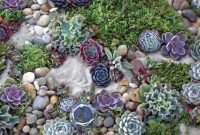 Succulent Rock Garden Ideas