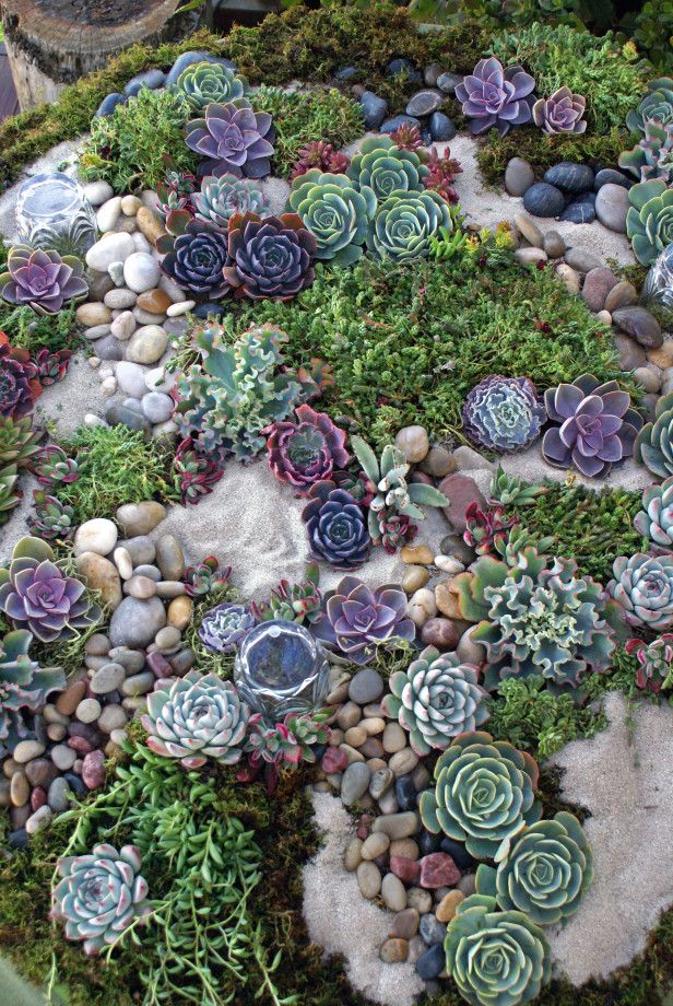 Succulent Rock Garden Ideas