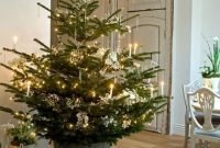 Live Potted Christmas Trees