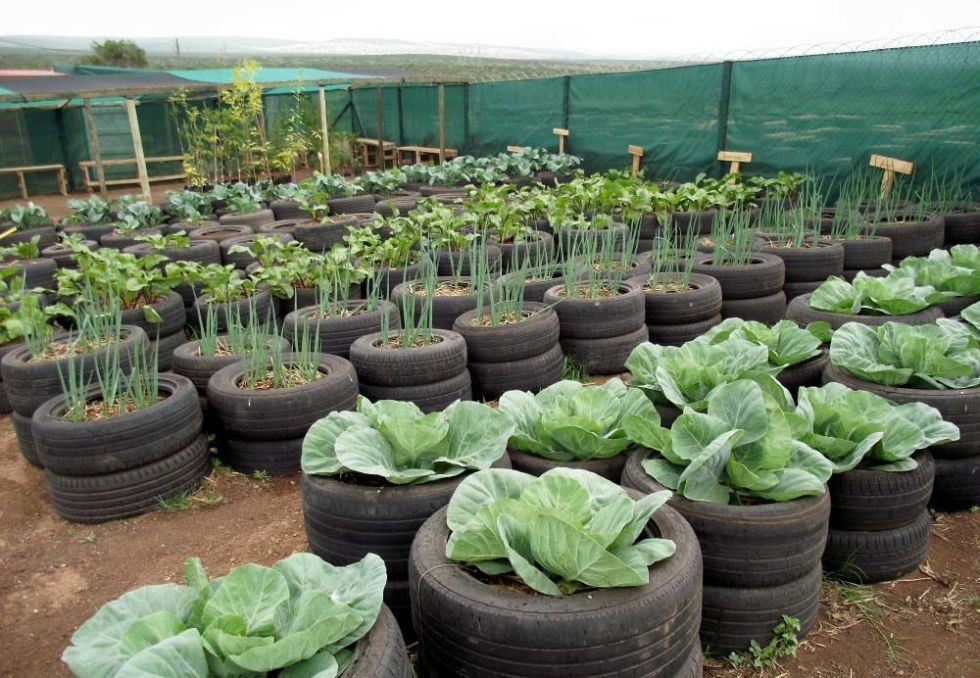 Tire Vegetable Garden Ideas