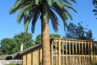 Outdoor Artificial Palm Trees