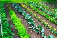 Easy Vegetable Garden Ideas