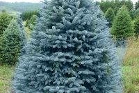 Blue Spruce Christmas Tree