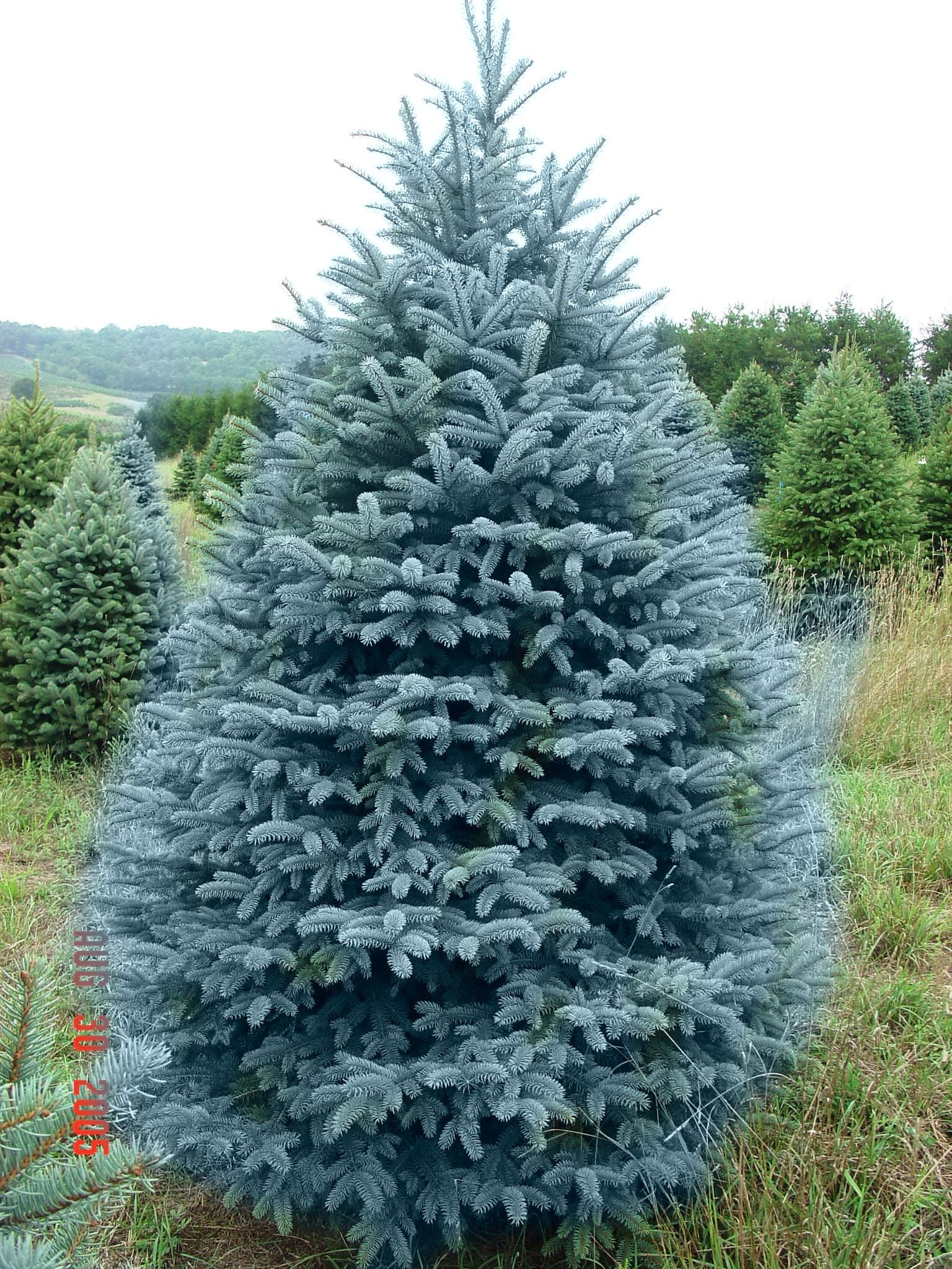 Blue Spruce Christmas Tree