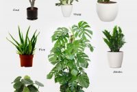 Living Room Indoor Plants