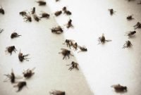 Fruit Flies In Bathroom