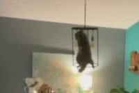 Florida Woman Raccoon Christmas Tree