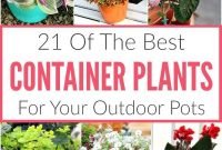 Best Plants For Pots Outdoor