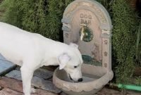 Outdoor Dog Water Fountain