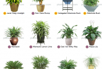 Low Light Outdoor Plants