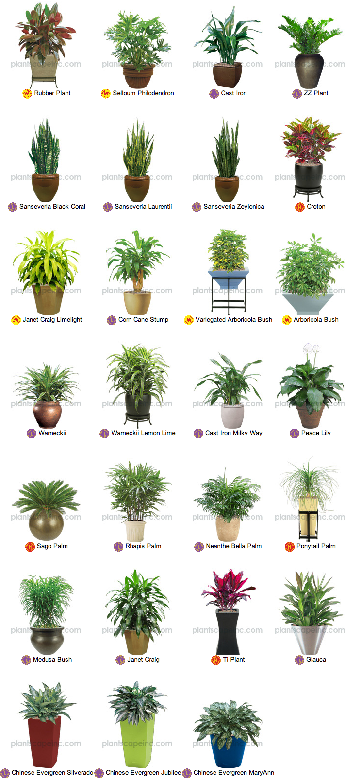 Low Light Outdoor Plants